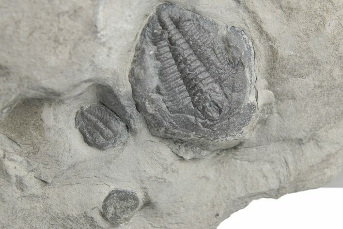 Aciculolenus, Wujiajiania & Labiostria Trilobites - Mckay Group #212692